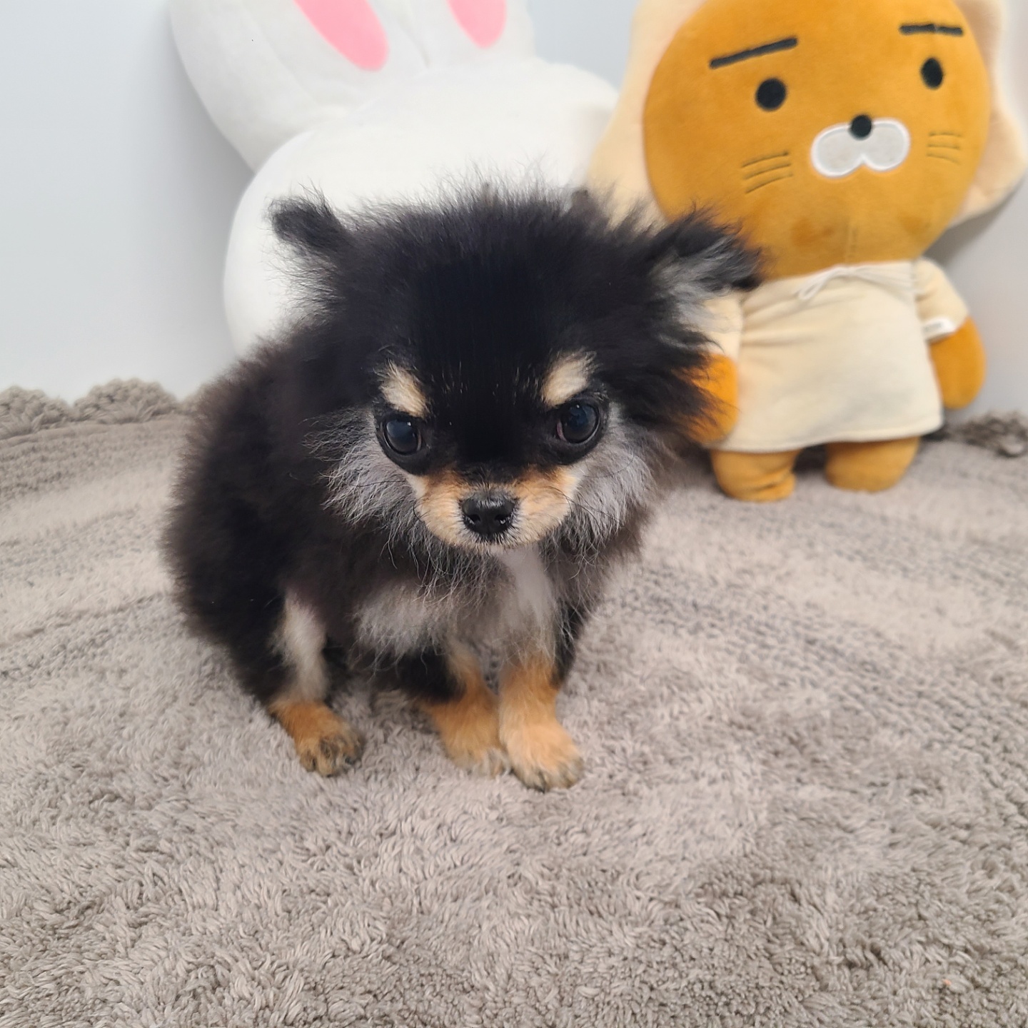 미니/장모치와와