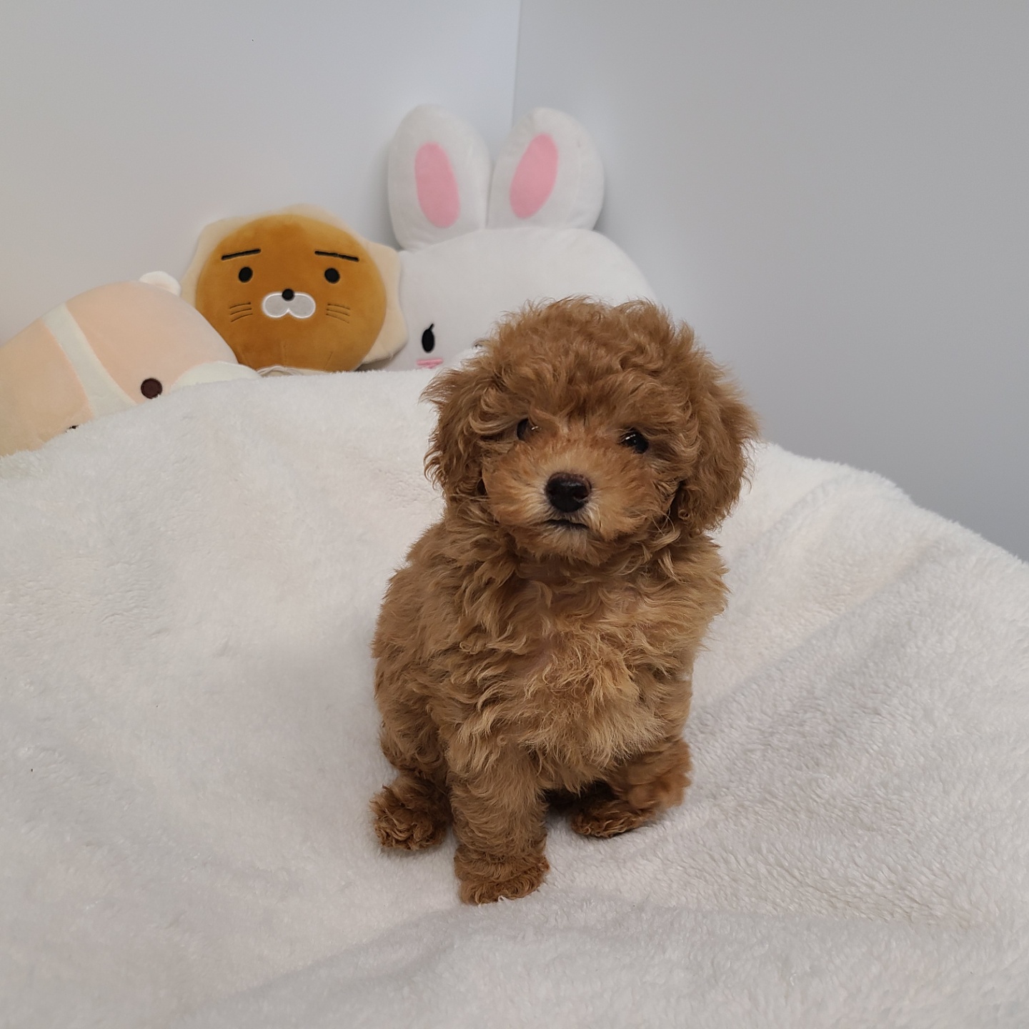 엘사/푸들