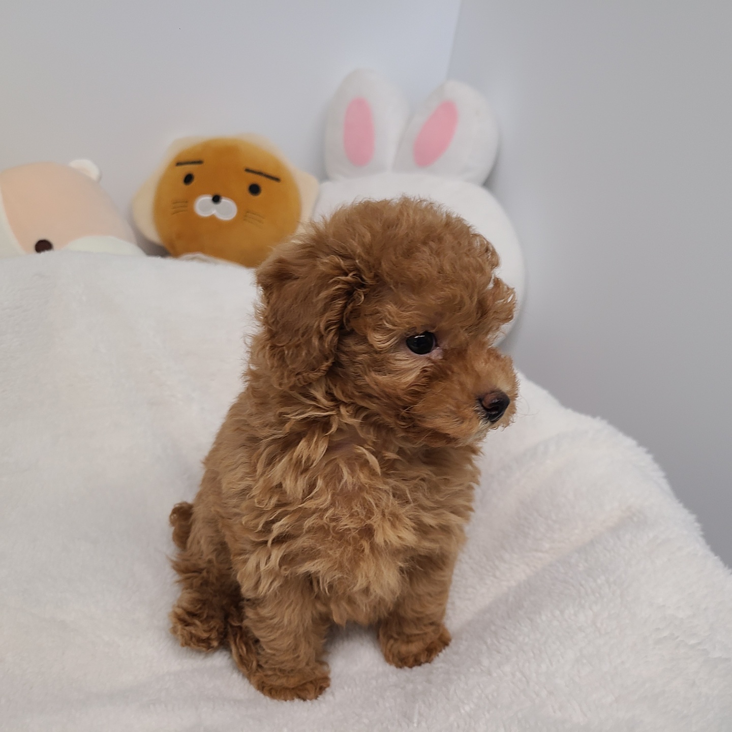 엘사/푸들