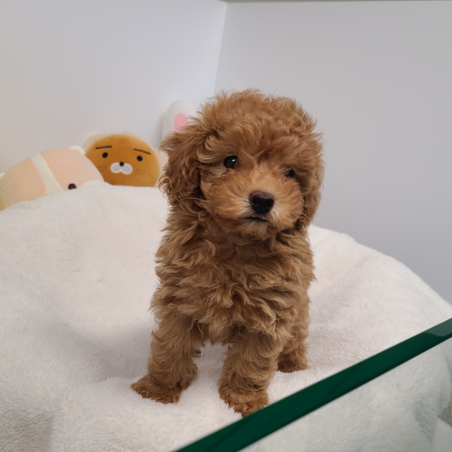 엘사/푸들