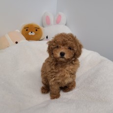 엘사/푸들