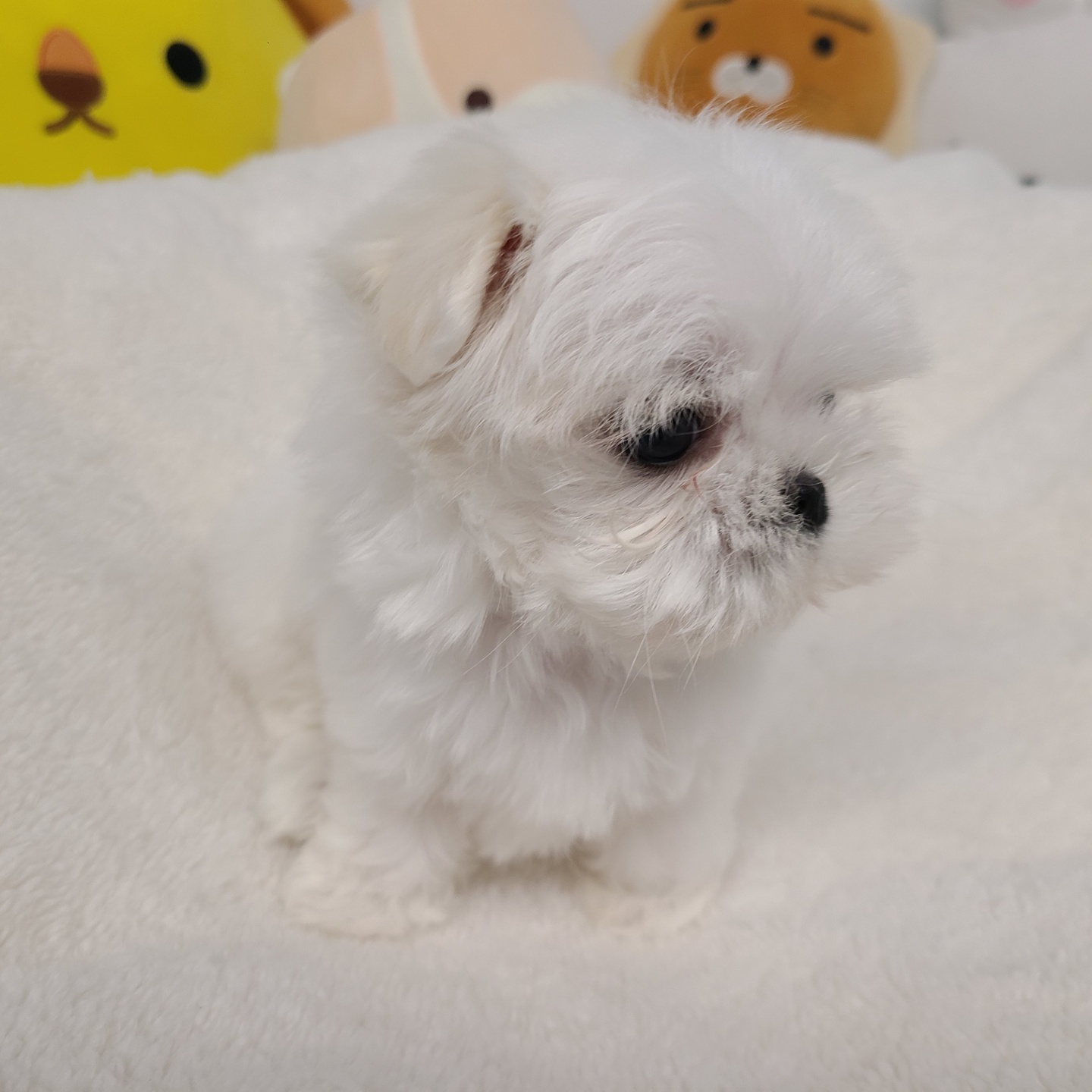 슈슈/말티즈