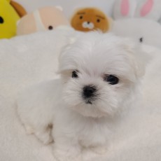 슈슈/말티즈