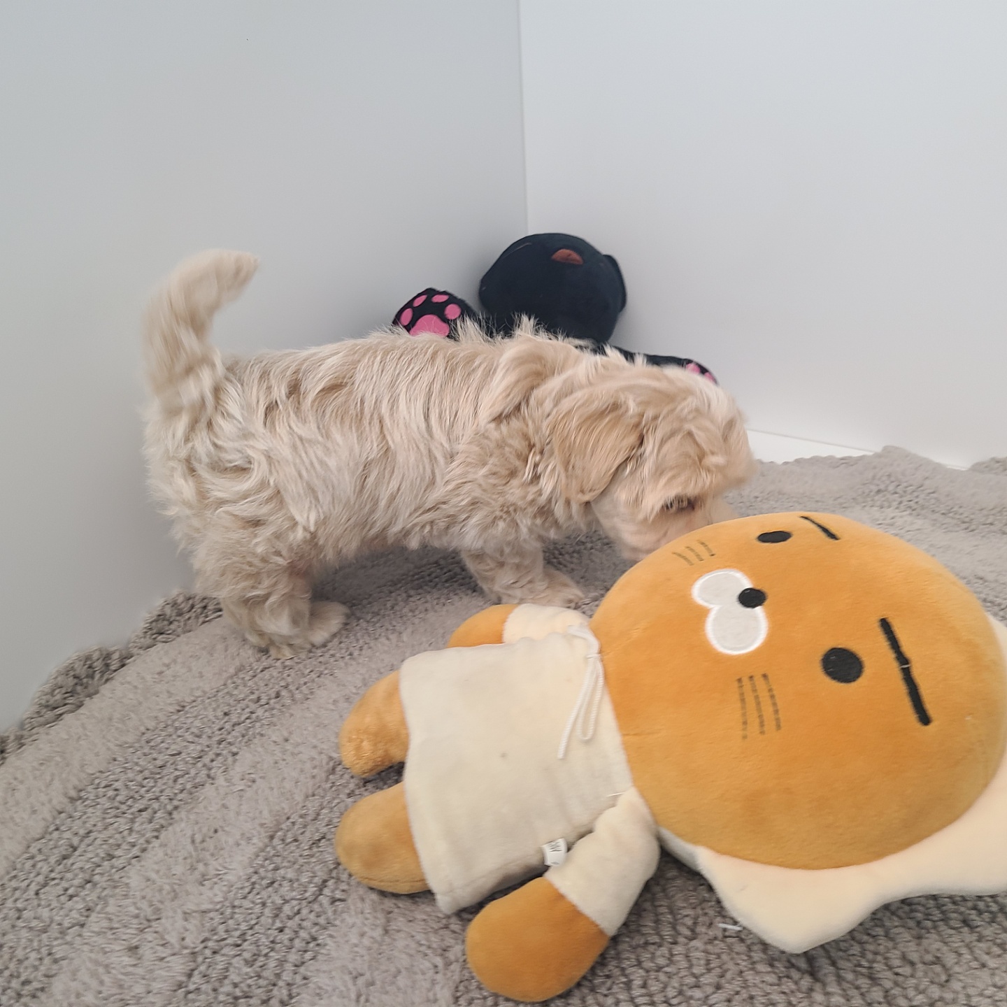 푸/말티푸